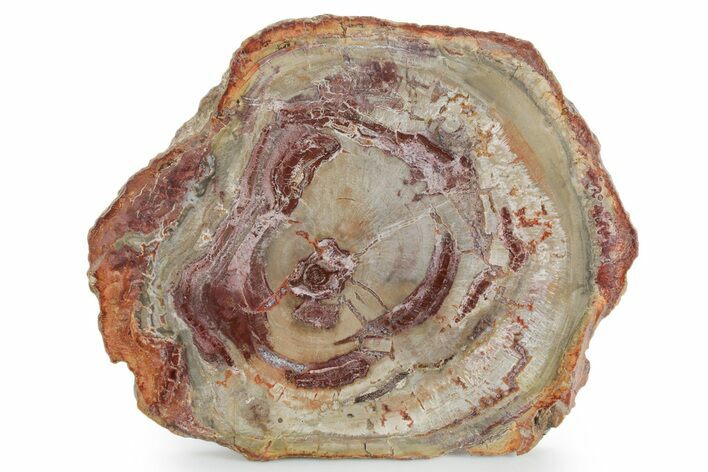 Polished Petrified Wood (Araucaria) Round - Madagascar #355311